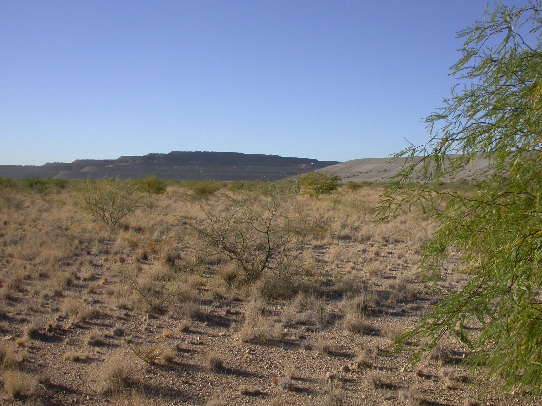 Photo of revegetated tailings facility with mesquites/acacias.