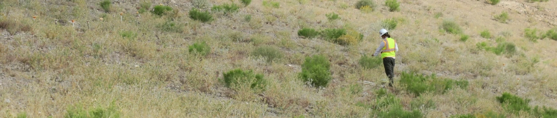 Person wearing hard hat and neon vest conducting plant survey on vegetated slope in desert.